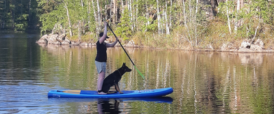 Suppailua saksanpaimenkoira Rollen kanssa Saimaa SUP-laudoilla